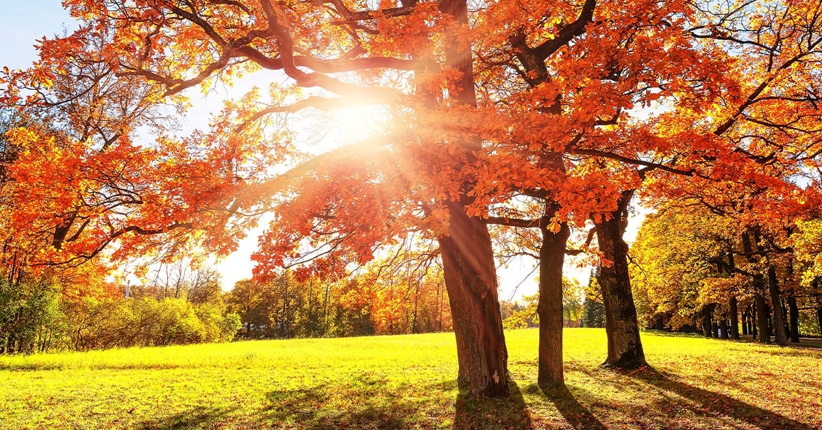 Eten uit de natuur in de herfst (Shutterstock)