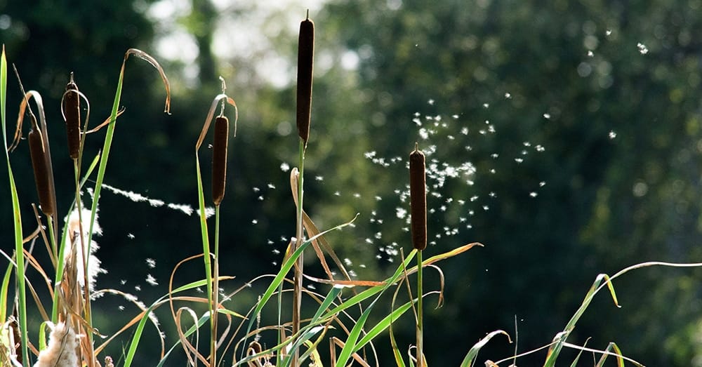Lisdodde aan de oevers. Foto Shutterstock