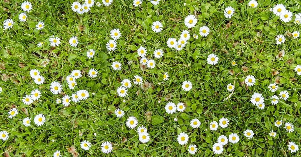 Madeliefjes (Shutterstock)