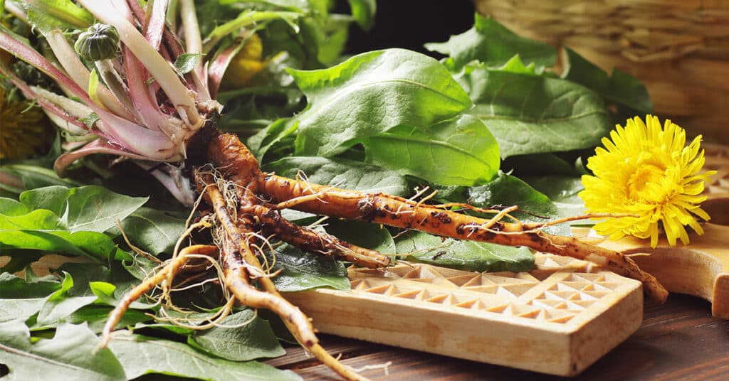 Paardenbloem wortels (Shutterstock)