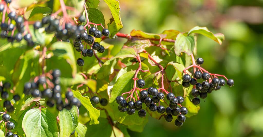 Rijpe zwarte vlierbessen (Shutterstock)