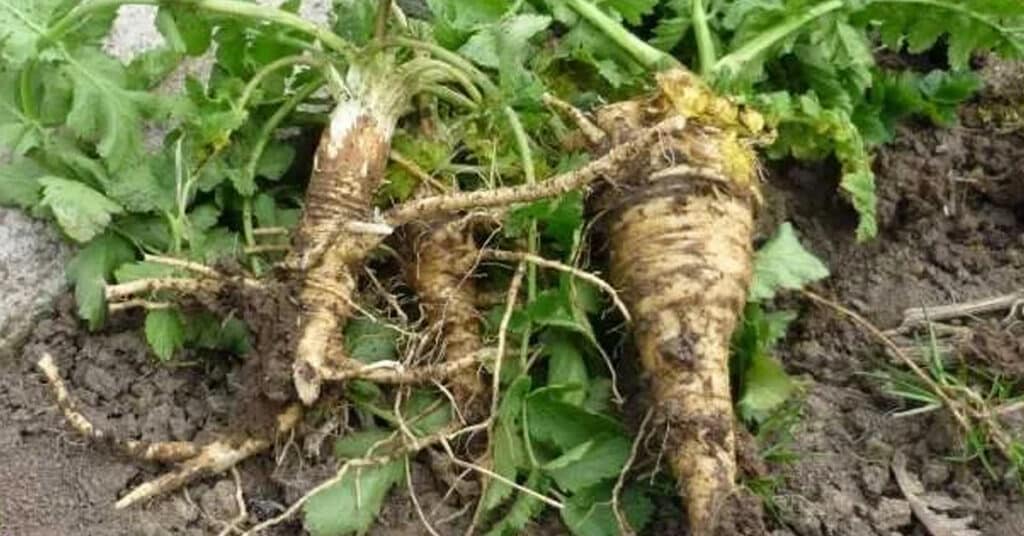 Wilde pastinaak. Foto Forest to Plate