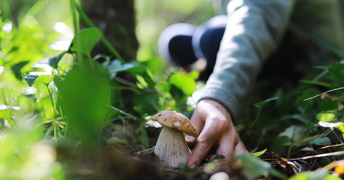 Wildplukken in de natuur, dit moet je weten (Shutterstock)