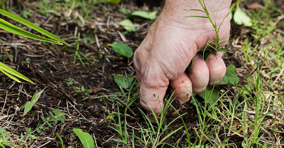 Wortels kunnen voedzaam zijn (Shutterstock)