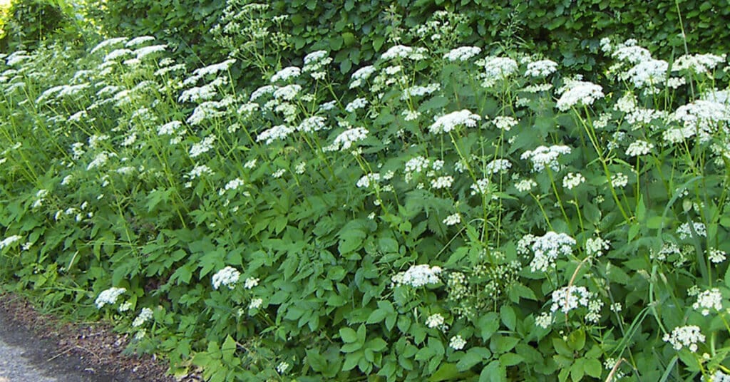 Zevenblad (Wikimedia)
