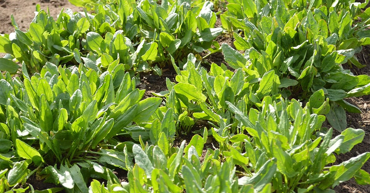 Zoek deze week naar veldzuring (Shutterstock)