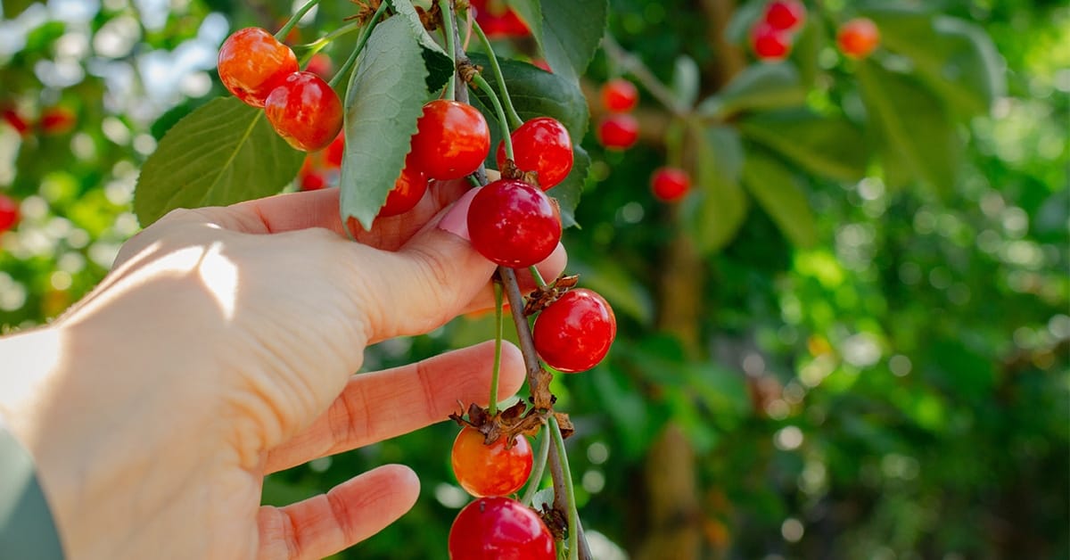 Bessen plukken uit de natuur (Shutterstock)