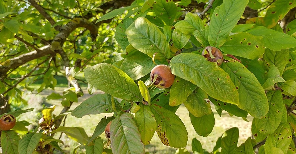 De Mispel (Shutterstock)