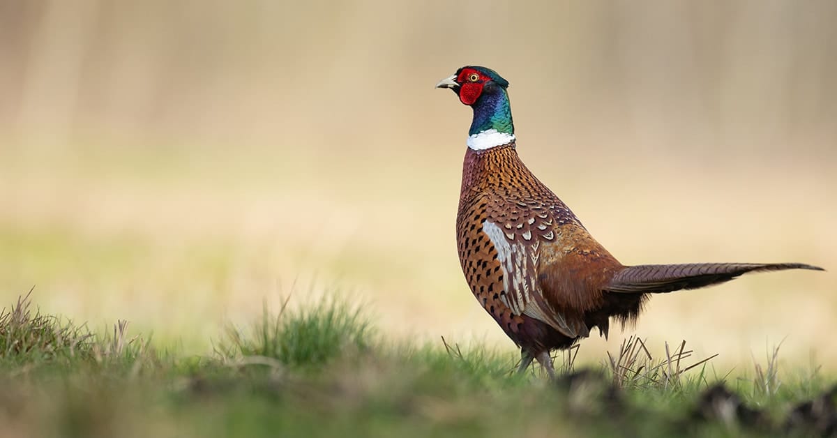 Fazant wild op het bord (Shutterstock)