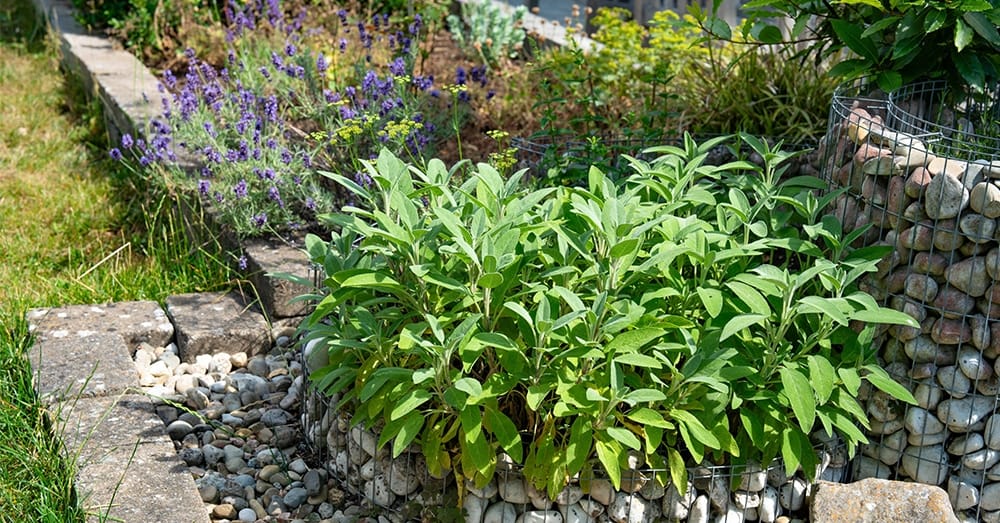 Salie en rozemarijn in de natuur (Shutterstock)