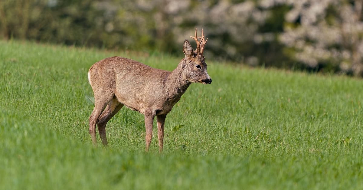 Wild op tafel. Shutterstock
