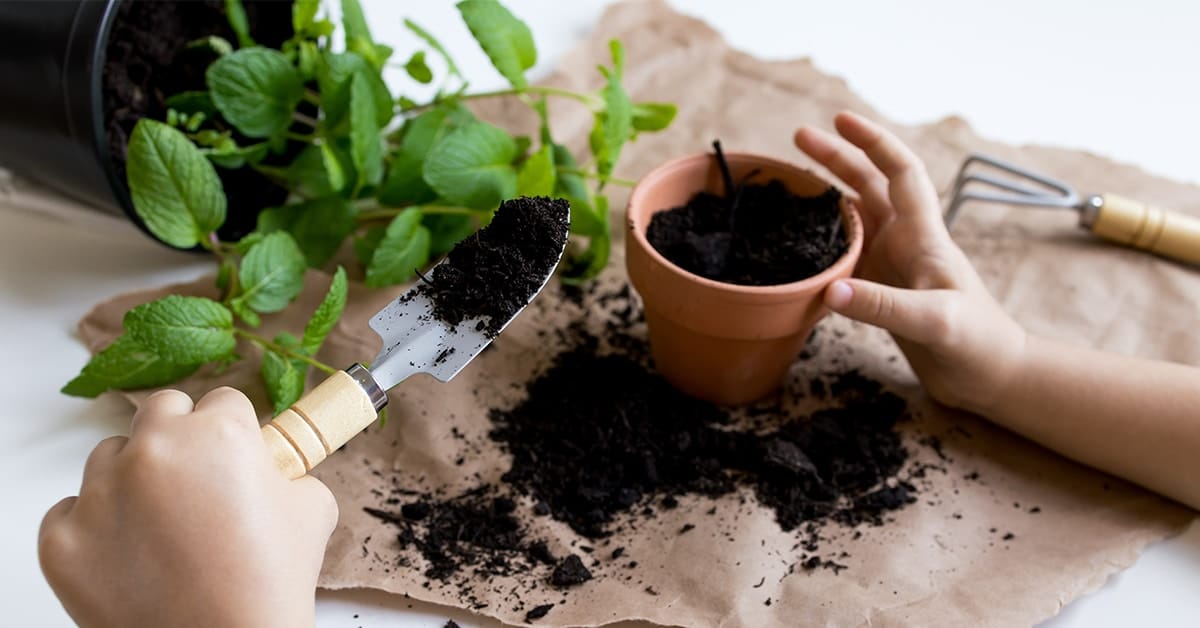 Plant je eerste kruidenpotje of plant (Shutterstock)