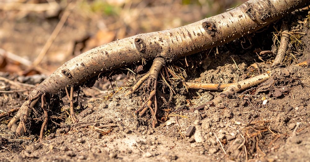 Winterhonger bestaat niet - dit vind je allemaal in januari in de natuur (Shutterstock)