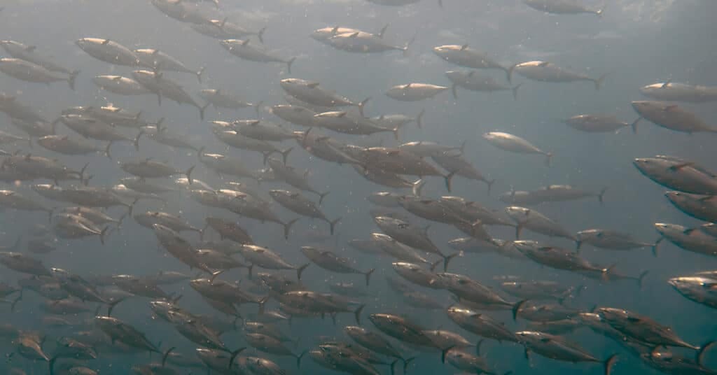 Tinned tuna is very often Skipjack tuna, the most fished species worldwide (Shutterstock)