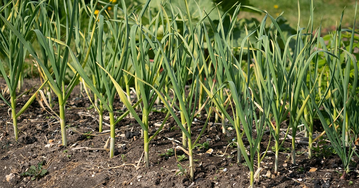 Self sufficient week 21 (Shutterstock)