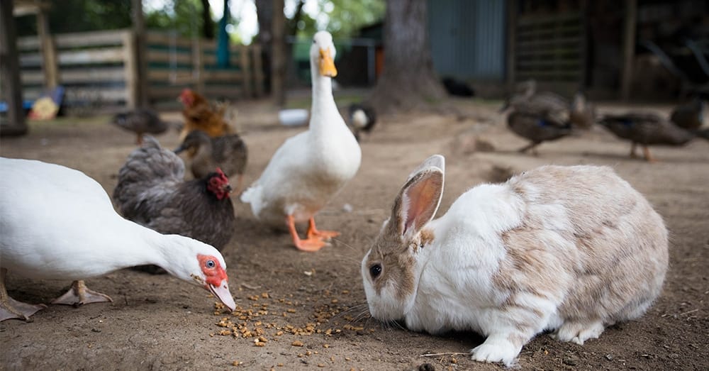 Kleine dieren zoals kippen en konijnen houden (Shutterstock)