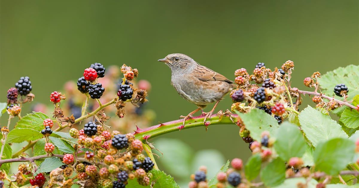 Braambessen - en andere eetbare planten en bessen - vind je in de natuur (Shutterstock)