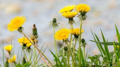 Paardenbloem