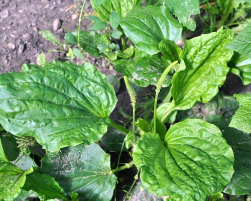 Grote Weegbree