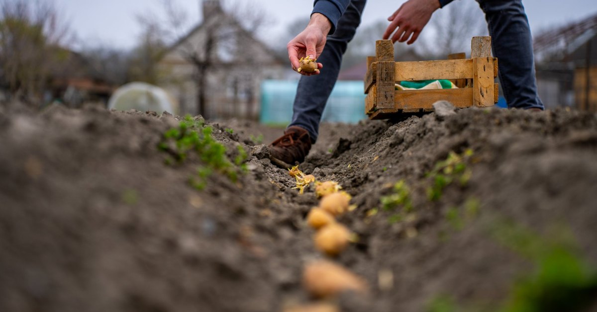 Planten in een voor in de moestuin in de herfst