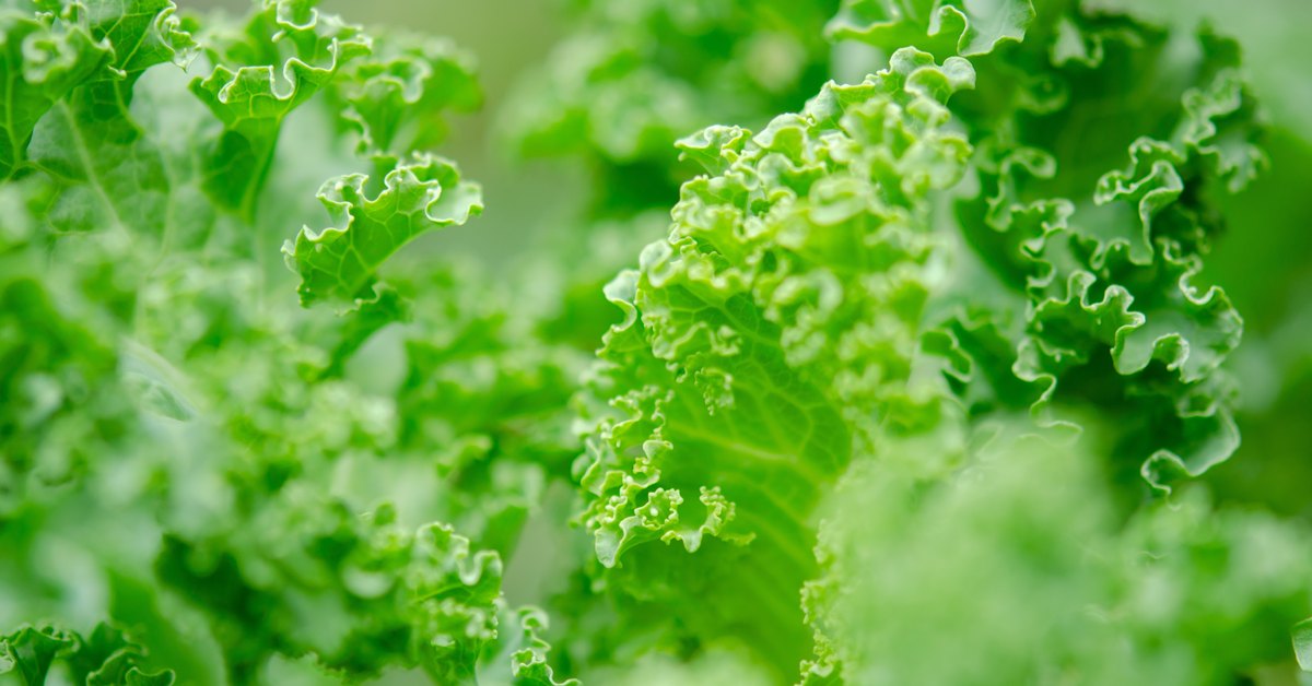 Boerenkool in de moestuin na de winter