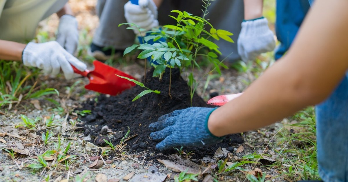 Handen met tuinhandschoenen planten een jong boompje in de moestuin