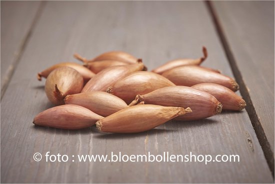 Plantsjalot Longor (cuisse de poulet), 500 gram