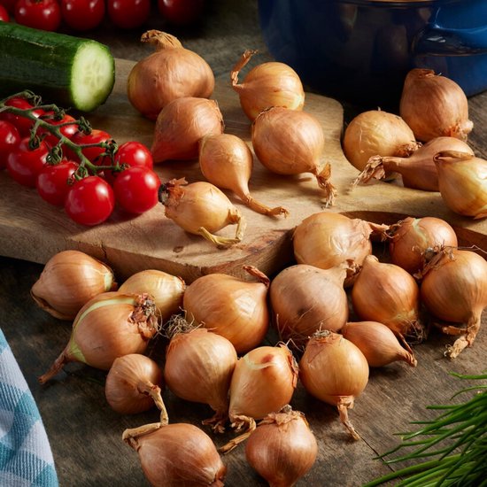 Dutch Bulbs Sjalot Golden Gourmet, 500 gram