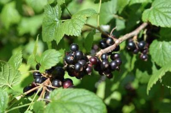 Ribes nigrum Zwarte bessenstruiken met blote wortel, 10 stuks