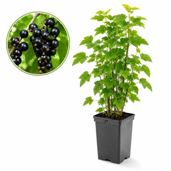 Ribes nigrum Zwarte bessenstruik in pot, ca. 50 cm